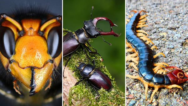 Japanese Insects Guide: Meet the 10 Most Common Japanese Insects