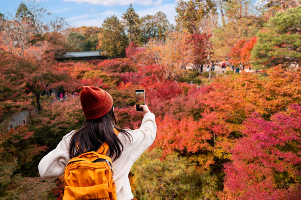 Kyoto Fall Foliage Calendar Updated Yearly: Top Autumn Viewing Spots & Illuminations