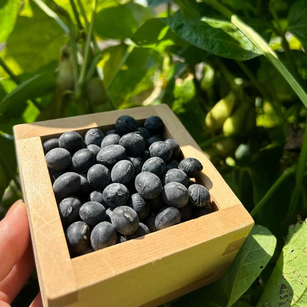 Suisouen Tamba Black Soybean Tea Caffeine-Free Kuromamecha 20 Tea Bags