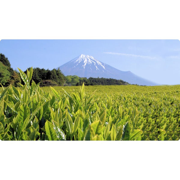 Oigawa Healing Zen Platinum Japanese Loose Leaf Green Tea 100g